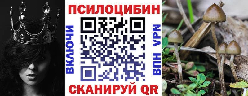 Купить  Кандалакша  Галлюциногенные грибы Psilocybe 